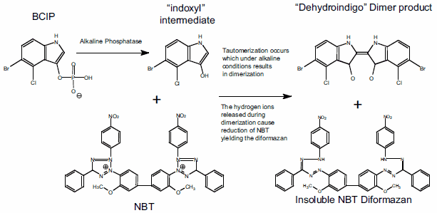 figure-1-v3a4 Fast Red TR/Naphtol AS-MX and TR phosphate