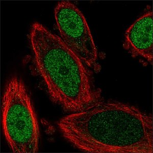 hpa067809-icc-1-medium Immunofluorescent staining showing nuclear localization of transcription factor