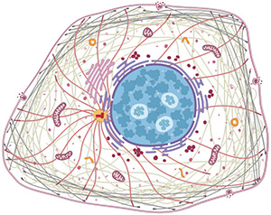 Human protein atlas interactive cell image.