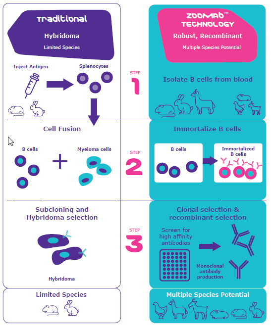 ZooMAb® Recombinant Antibody Technology ポリクローナル抗体とモノクローナル抗体の技術と生産