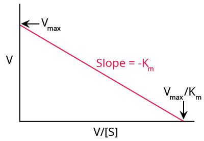 An example of a typical Eadie-Hofstee plot. Y axis is V and x axis is V divided by the concentration of S. Downward sloping straight line with a slope of -Km. Vmax is where the line meets the y axis and Vmax divided by Km is where the line meets the x axis.