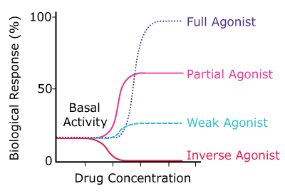 Graph showing biological responses to increasing concentrations of a full agonist, partial agonist, weak agonist, and inverse agonist. 