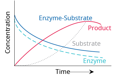 Graph showing the temporal dependence of relative concentrations of enzyme reaction components. There are 4 nonlinear curves: Enzyme-Substrate, Product, Substrate, and Enzyme. Enzyme and Enzyme-Substrate curves start at a high concentration and curve down over time. Product starts at a low concentration and goes up over time then starts to go down (concave down).  Substrate curve starts at a low concentration and curves up over time. 