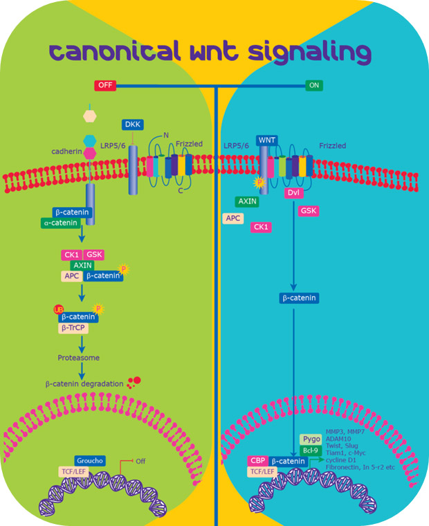 Wnt /β-Catenin signaling pathway Wnt /β-Catenin signaling pathway