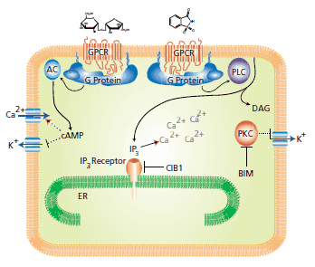 The mechanism for the carbohydrate sucrose (left) differs from the mechanism for the synthetic sweetener saccharin (right). See text for specific explanation. The mechanism for the carbohydrate sucrose (left) differs from the mechanism for the synthetic sweetener saccharin (right). See text for specific explanation.