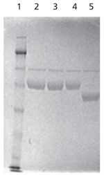 SDS-PAGE analysis of native and PNGase F-treated α-1antitrypsin Lanes of SDS-PAGE separation analyzing native and PNGase F-treated α-1 antitrypsin (AAT), with the test sample being deglycosylated in solution with PNGase F.