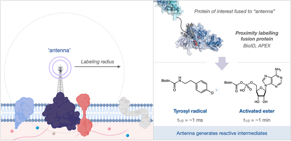 Antenna allowing Proximity Labeling Proximity Labeling Proteomics