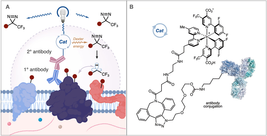 Iridium Catalyst attaching to Antibody of Interest ATLAS Kit allows for proximity labeling proteomics