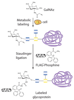 Profiling O-type glycoproteins