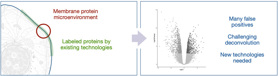 Proximity labeling in Extracellular Space Cons of Current Bioid Proximity Labeling