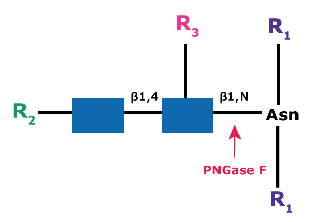 Cleavage site and structural requirements for PNGase F Diagram showing the cleavage site and structural requirements for PNGase F (N-Glycosidase F) from asparagine-linked oligosaccharides.