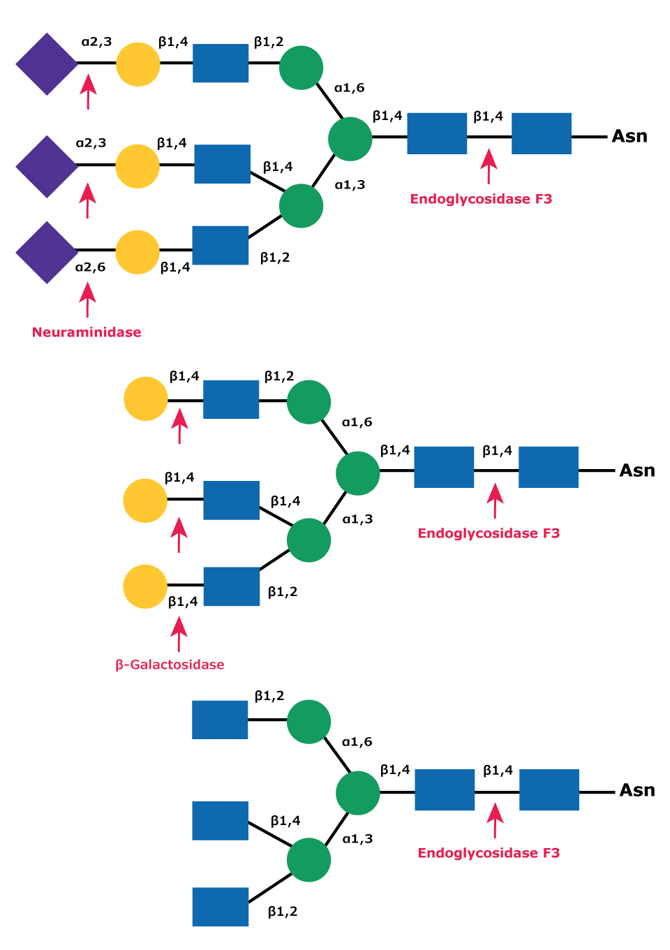 Cleavage site for Endoglycosidases F3 in complex triantennary glycan Diagram showing the cleavage site for Endoglycosidase F3 (Endo F3) in a complex triantennary glycan with sequential degradation by exoglycosidases neuraminidase and β-galactosidase.