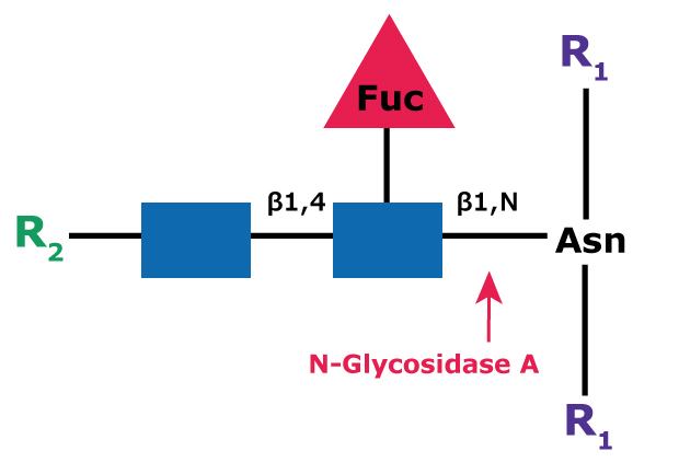 Cleavage site and structural requirements for PNGase A Diagram showing the cleavage site and structural requirements for PNGase A (Glycopeptidase A) from an asparagine-linked N-acetylglucosamine.