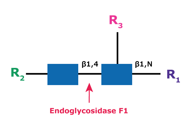 Cleavage site and structural requirements for Endoglycosidase F1 Diagram showing the cleavage site and structural requirements for Endoglycosidase F1 (Endo F1) with the N-linked diacetylchitobiose glycan core.