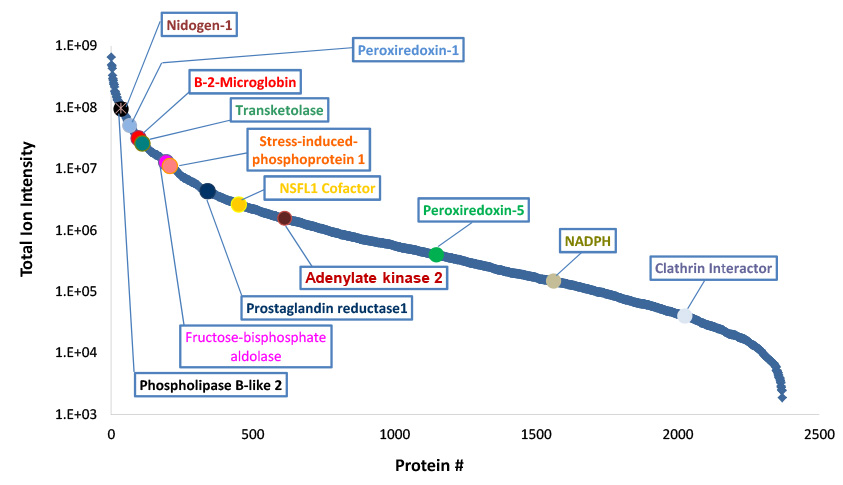 Identified SIL-CHO proteins arranged by relative abundance based on total ion intensity. 