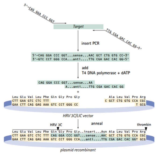 3C/LIC cloning strategy 3C/LIC cloning strategy