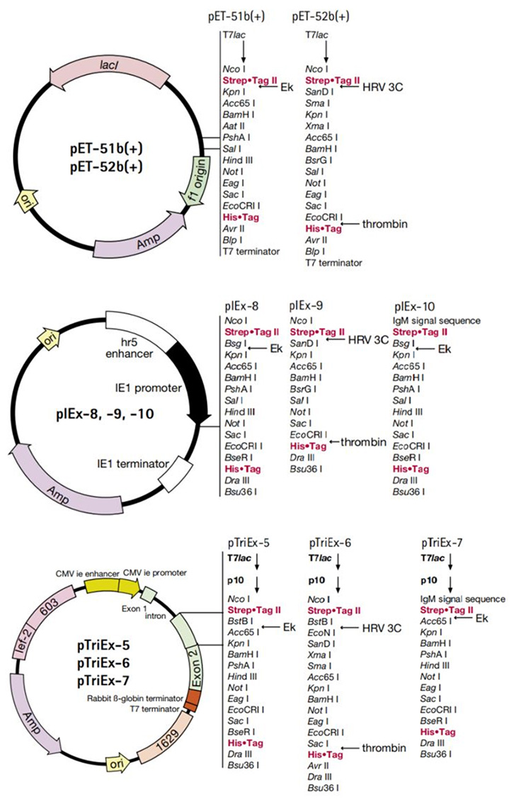 Maps for the Strep•Tag® II vectors. Maps for the Strep•Tag® II vectors.
