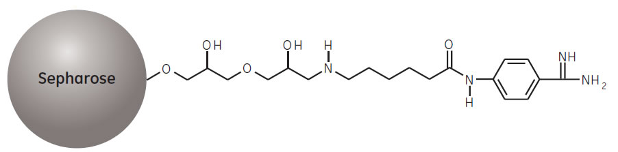 Partial Structure of Benzamidine Sepharose 4 Fast Flow. Partial Structure of Benzamidine Sepharose 4 Fast Flow.