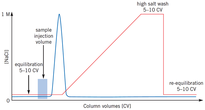 Sample elutes before salt gradient begins