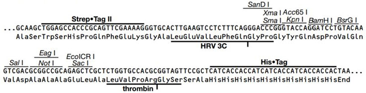 Strep•Tag® II 3C MCS Strep•Tag® II 3C MCS