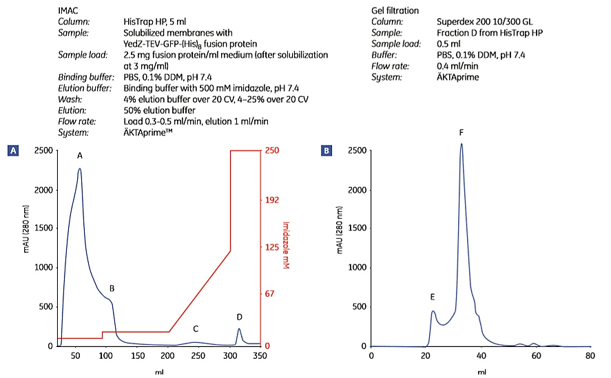 Two-step purification of E. coli YedZ-TEV-GFP-(His)8 from solubilized membranes prepared from E. coli cell culture Two-step purification of E. coli YedZ-TEV-GFP-(His)8 from solubilized membranes prepared from E. coli cell culture