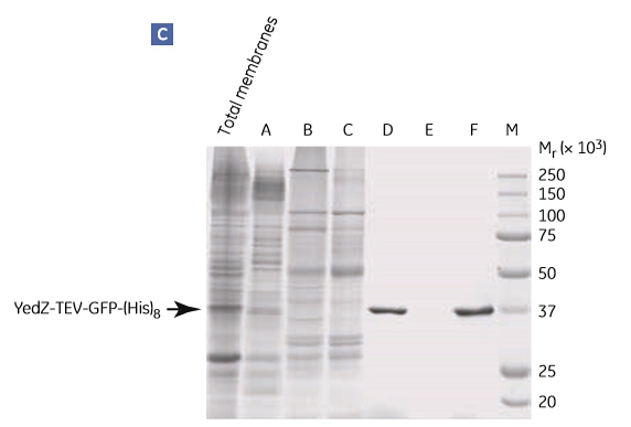 Two-step purification of E. coli YedZ-TEV-GFP-(His)8 from solubilized membranes prepared from E. coli cell culture Two-step purification of E. coli YedZ-TEV-GFP-(His)8 from solubilized membranes prepared from E. coli cell culture