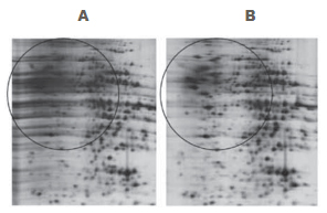 Western Blotting Sample Preparation 2-D Clean-Up Kit eliminates most of the horizontal streaking caused by residual SDS