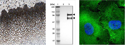 cd44