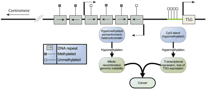 DNA Methylation and Cancer DNA Methylation and Cancer