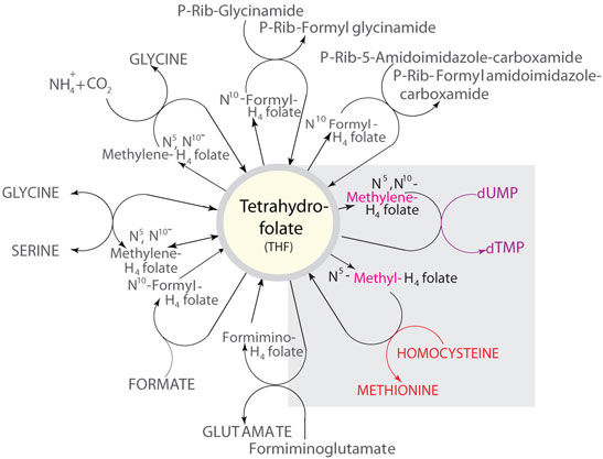 Folic Acid Metabolism: A Role in Cancer's Cause and Cure Some of the reactions in which THF metabolites function as carbon donors.