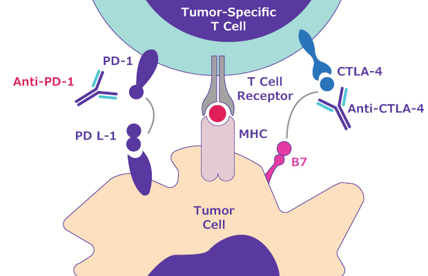 Immune Escape Pathway for Hallmark of Cancer Escape from Immune Control Signaling pathway for immune escape related to the hallmark of cancer escape from immune control. Shows PD-1 attached to the tumor-specific T cell interacting with the PD-L1 ligand on the tumor cell.