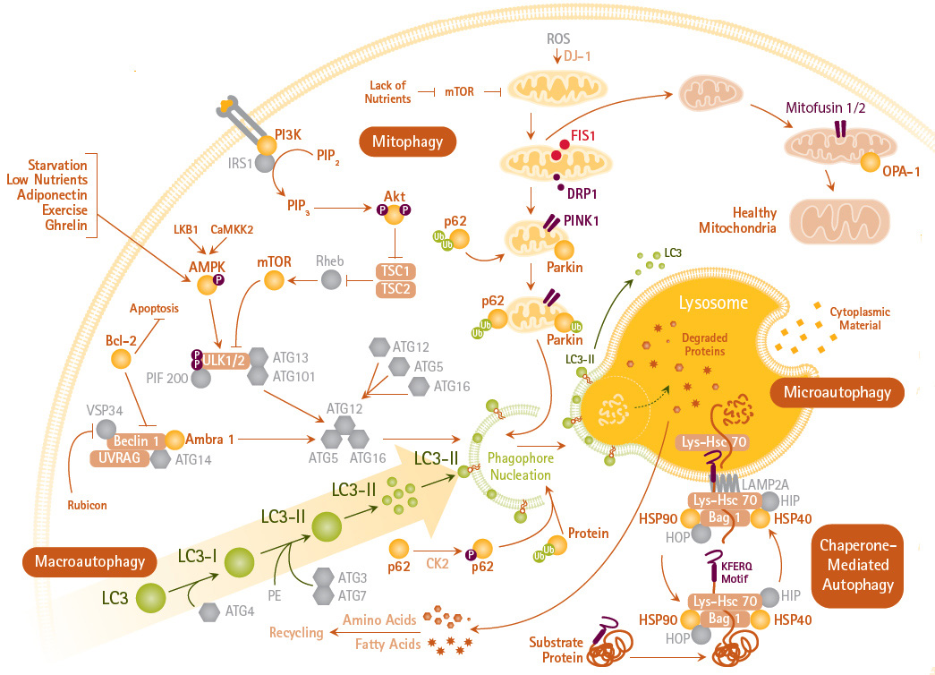 Pathways of Macro-, Micro-, and Chaperone-mediated Autophagy and Mitophagy Pathways of Macro-, Micro-, and Chaperone-mediated Autophagy and Mitophagy