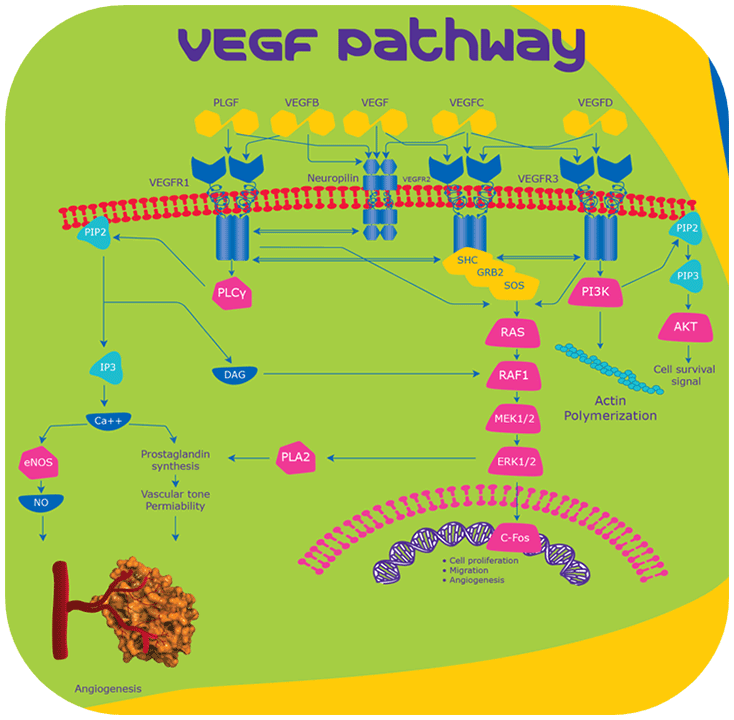 VEGF Pathway VEGF Pathway