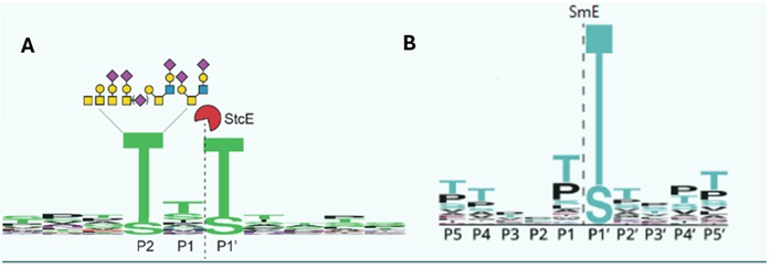 A two-part diagram illustrating the interaction of proteins with enzymes. Part A shows the enzyme StcE interacting with glycan structures at specific sites (P1, P2, P1'). Part B depicts the enzyme SmE targeting another set of sites (P5, P4, P3, P2, P1, P1', P4', P5') on a substrate, highlighting the specific binding interactions.