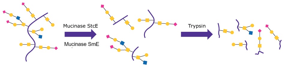 Schematic of the standard tryptic digest preparation of a mucin glycoprotein with structures including reduction and alkylation with pre-treatment using Mucinase StcE (Product No. SAE0202).