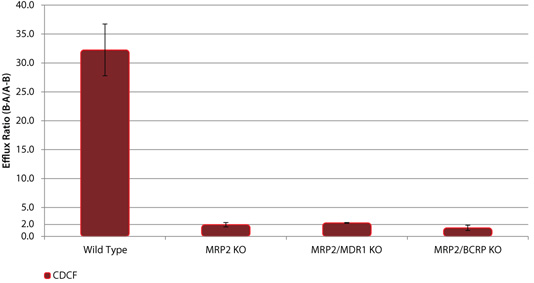 野生型(WT)和MRP2敲除(KO)细胞系中MRP2底物CDCF的外排 野生型(WT)和MRP2敲除(KO)细胞系中MRP2底物CDCF的外排