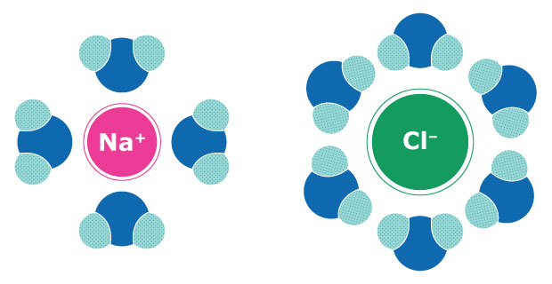 Illustration montrant l'interaction des molécules d'eau avec les ions chlorure chargés négativement (Cl-) et les ions sodium chargés positivement (Na+), mettant en évidence la manière dont les molécules d'eau entourent chaque ion.