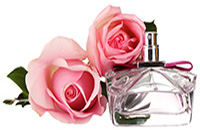 Perfume Roses Perfume Roses