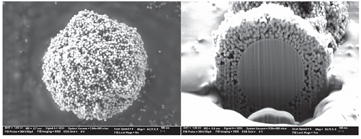 Two scanning electron microscope (SEM) panels of the BIOshell™ IgG 1000 Å C4 SPP particle. The left panel shows the particle’s porous outer layer, appearing as a rough, textured surface. The right panel is a cutaway view, revealing a solid, non-porous silica core that contrasts with the rugged exterior shell. Data courtesy of Advanced Materials Technology (AMT). Two scanning electron microscope (SEM) panels of the BIOshell™ IgG 1000 Å C4 SPP particle. The left panel shows the particle’s porous outer layer, appearing as a rough, textured surface. The right panel is a cutaway view, revealing a solid, non-porous silica core that contrasts with the rugged exterior shell. Data courtesy of Advanced Materials Technology (AMT).