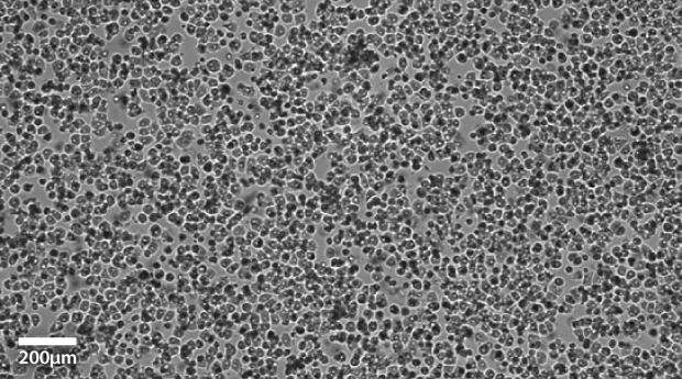 Primary hepatocytes imaged at 10x