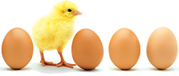 Four eggs and baby chick.