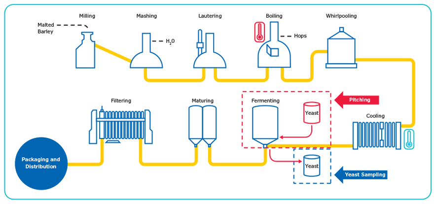 The Brewing Process. Accurate counting of yeast cells is important during the pitching and sequential yeast sampling steps. The Brewing Process. Accurate counting of yeast cells is important during the pitching and sequential yeast sampling steps.
