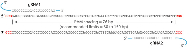 ZFN mediated targeted genome editing image CRISPR Cas3