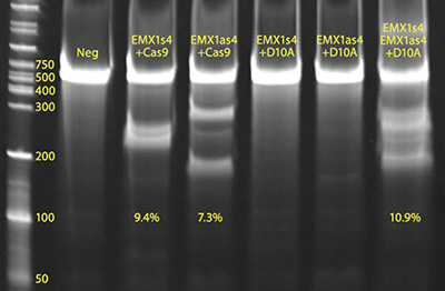 crispr-cas-4 CEL I image of CRISPR01 positive control (lane labeled EMX1s4+Cas9) and CRISPR02 positive control (lane labeled EMX1s4, EMX1as4+D10A)