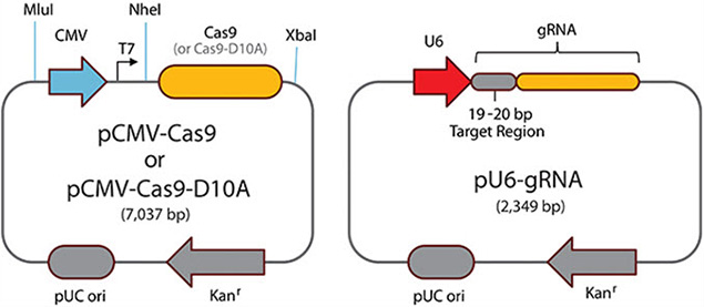 paired-cas9-nickases Paired Cas9 Nickases