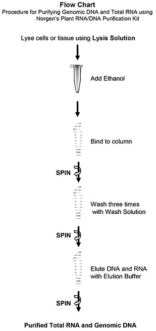 plant-rna-dna-purification-kit-flowchart plant-rna-dna-purification-kit-flowchart