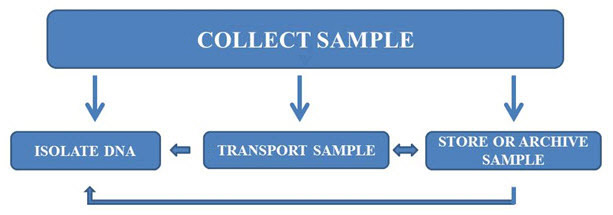 Workflow for sample collection, transport, archiving, and DNA purification.