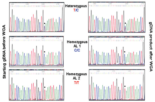 Performance of DNA Amplified with GenomePlex® WGA Identical to Non-Amplified DNA