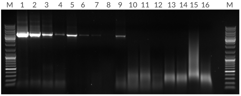 *Amplification of 4.5 kb fragment from 50 ng, 10 ng, 2 ng, and 400 pg of human genomic DNA per 25 μL reaction. Lanes: (M) Marker, (1 – 4) KAPA Long Range HotStart, (5 – 8) Competitor T, (13 – 16) Competitor R.