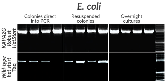 Amplification of a cloned 2.7 kb insert from four commonly used E. coli strains (DH5a, DH10B, JM109, or BL21) using KAPA2G Robust HotStart (top) or wildtype Taq (bottom).